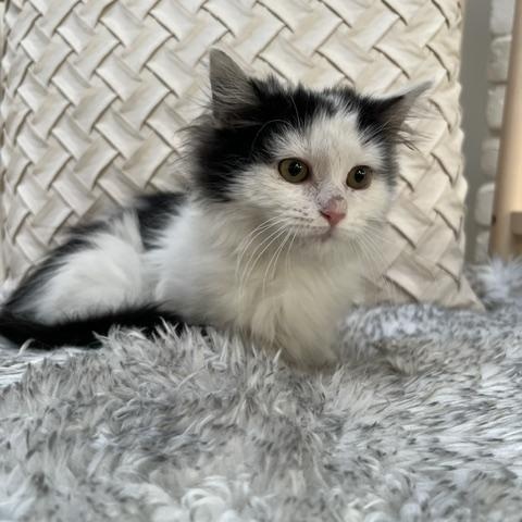 Enlarge Felicette, a ADOPTABLE Domestic Long Hair in Santa Monica, CA image 3/4