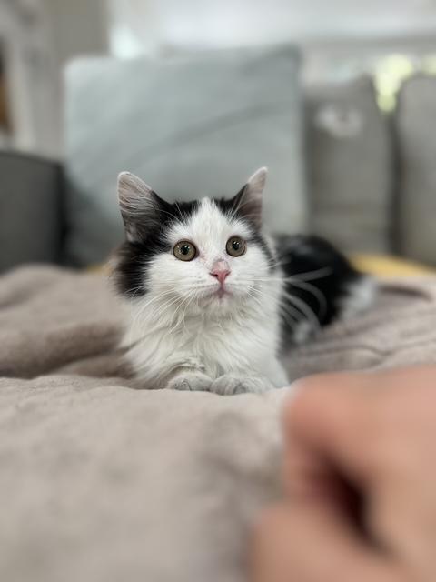 Felicette, ADOPTABLE, Young Female Domestic Long Hair.