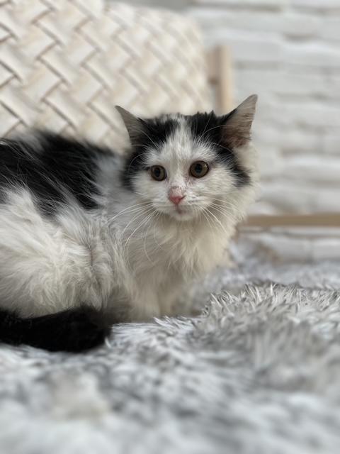 Enlarge Felicette, a ADOPTABLE Domestic Long Hair in Santa Monica, CA image 2/4