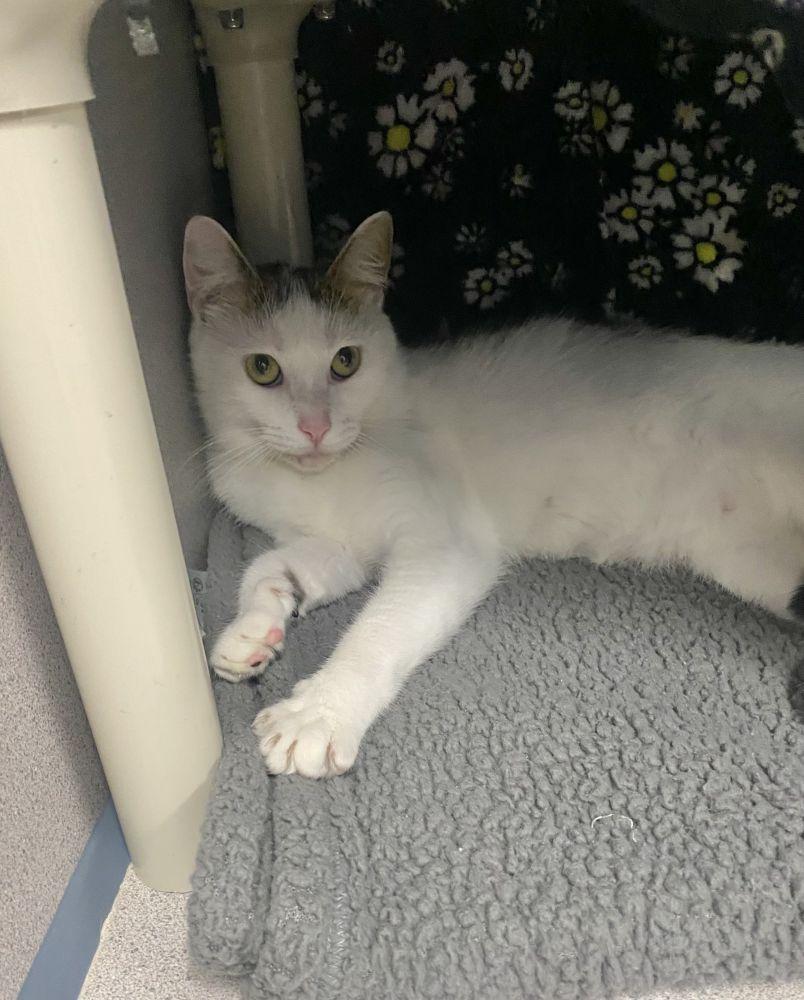 Susan, Adoptable, Adult Female Domestic Short Hair.