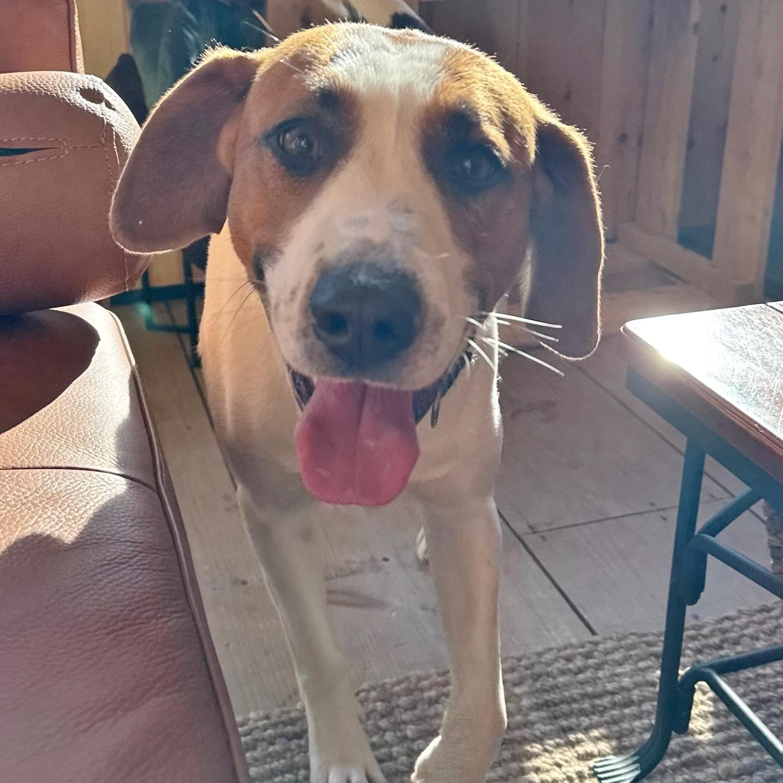 Enlarge Bailey, a ADOPTABLE mixed breed in Traverse City, MI image 1/1