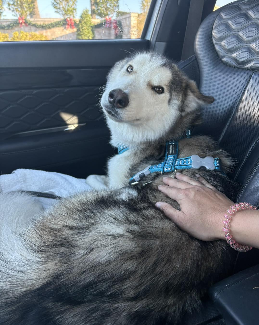 Enlarge Spencer *Forever Foster Eligible*, a ADOPTABLE Husky in Maitland, FL image 1/5
