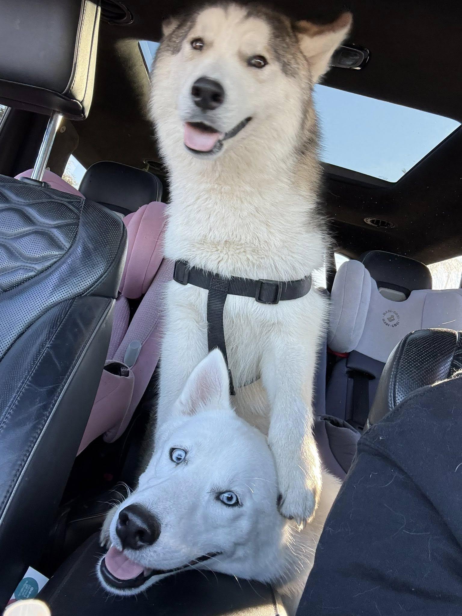 Enlarge Spencer *Forever Foster Eligible*, a ADOPTABLE Husky in Maitland, FL image 3/5