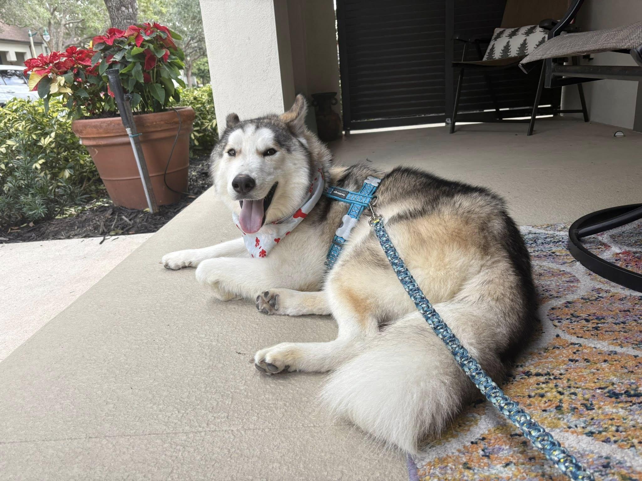 Enlarge Spencer *Forever Foster Eligible*, a ADOPTABLE Husky in Maitland, FL image 2/5