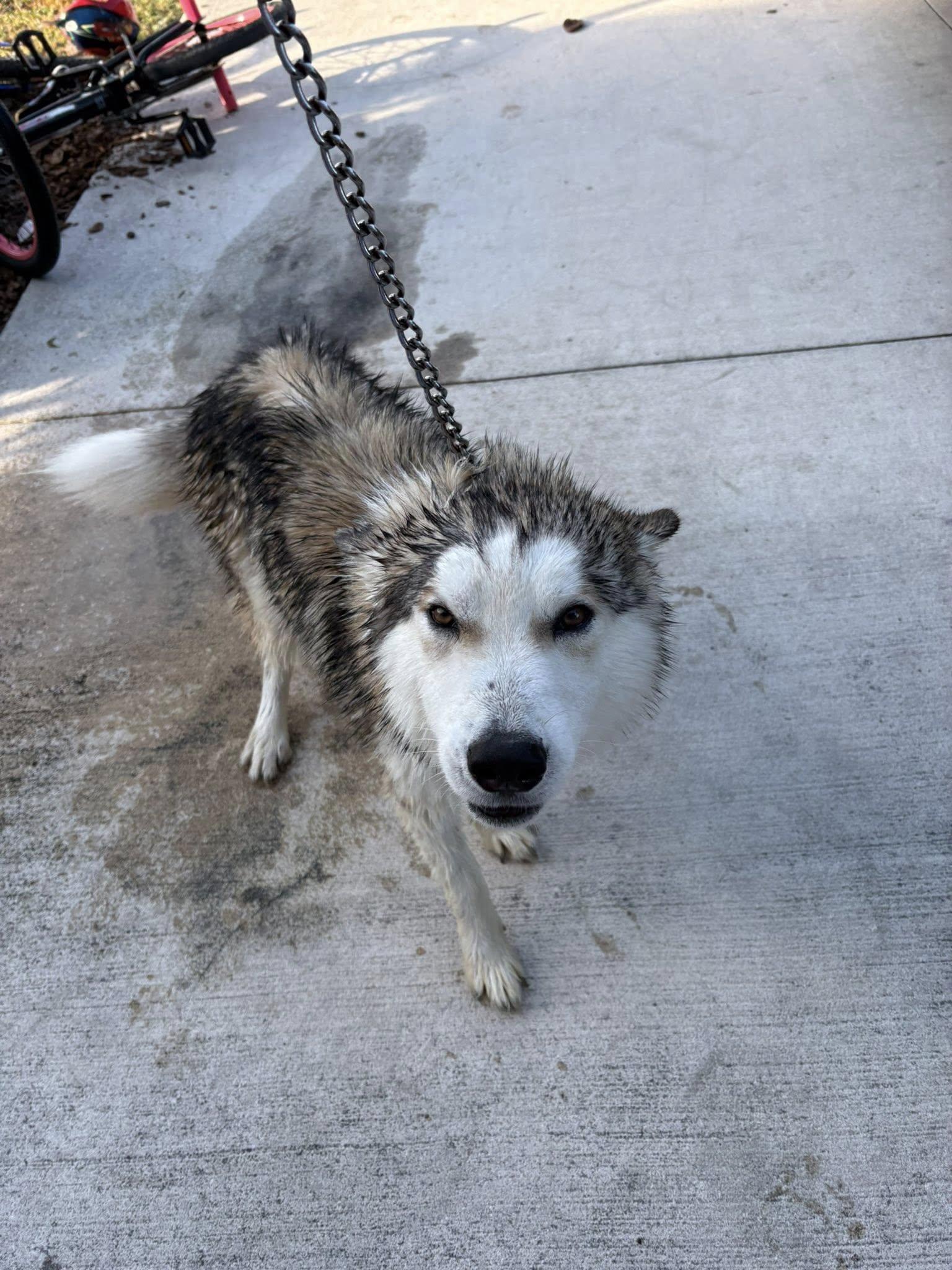 Enlarge Spencer *Forever Foster Eligible*, a ADOPTABLE Husky in Maitland, FL image 4/5