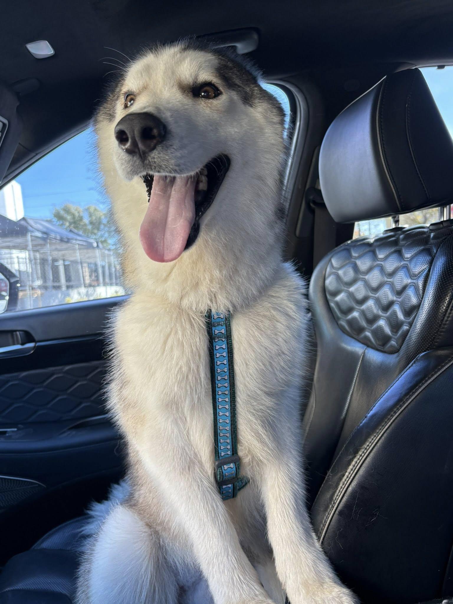 Enlarge Spencer *Forever Foster Eligible*, a ADOPTABLE Husky in Maitland, FL image 5/5