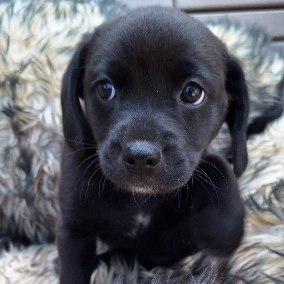 Bali, ADOPTABLE, Puppy Female Labrador Retriever & Beagle.