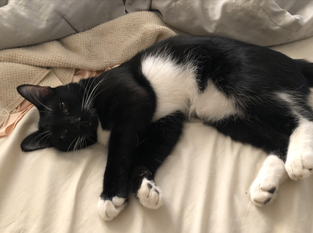 Asharae – Sleek and Stylish Tuxedo, Purrfectly Adorable, a Adoptable Tuxedo in Tustin, CA image 1/3