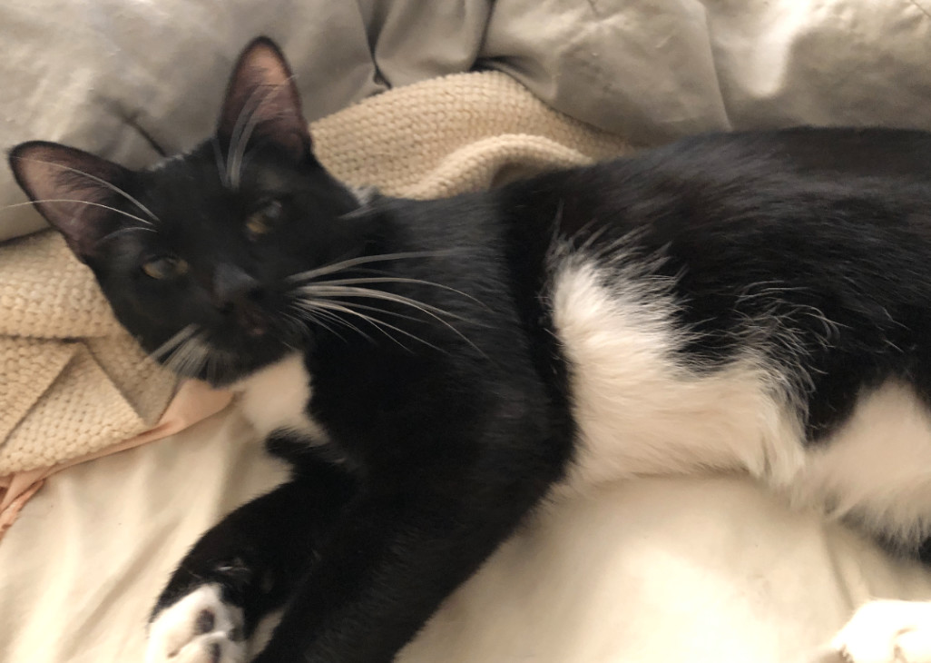 Asharae – Sleek and Stylish Tuxedo, Purrfectly Adorable, a Adoptable Tuxedo in Tustin, CA image 2/3