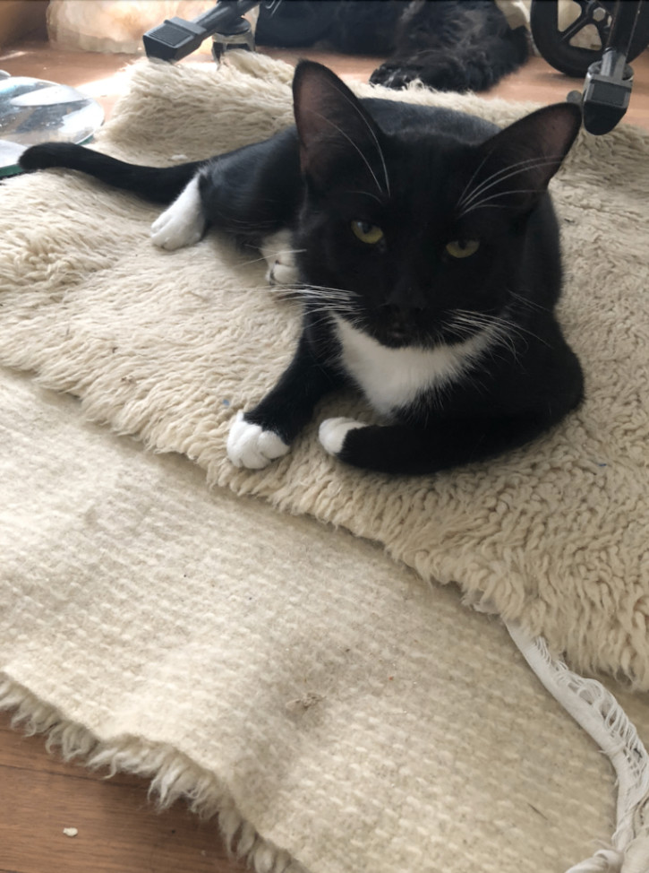 Asharae – Sleek and Stylish Tuxedo, Purrfectly Adorable, a Adoptable Tuxedo in Tustin, CA image 3/3