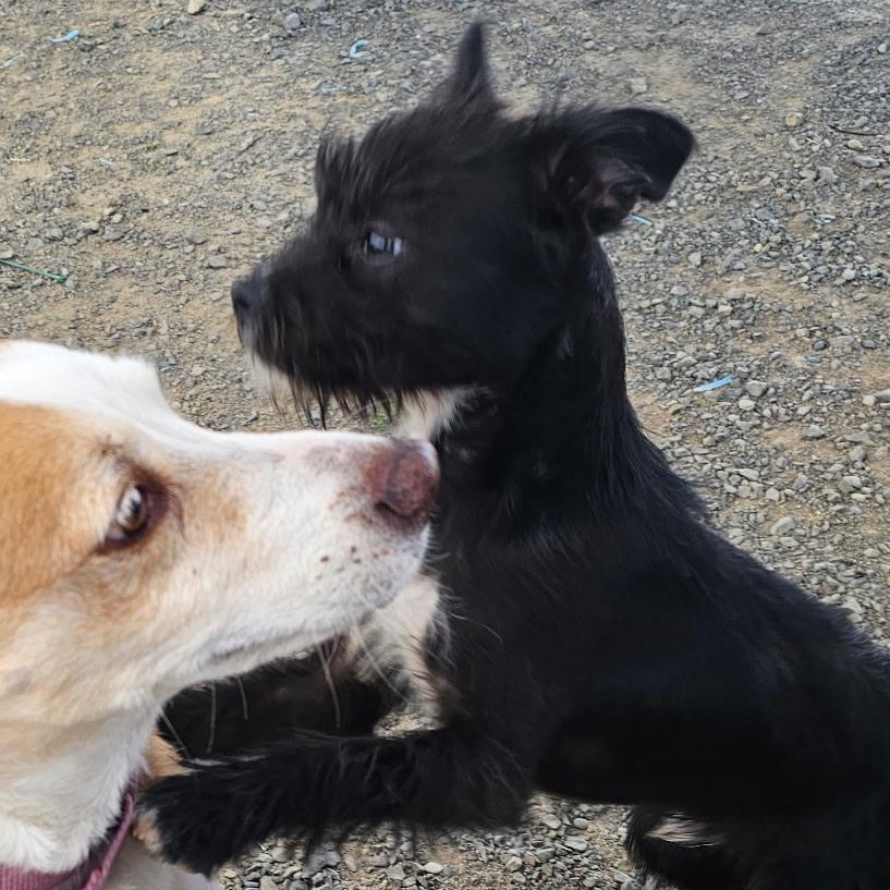 Ozzy, a ADOPTABLE mixed breed in Ellensburg, WA image 3/5