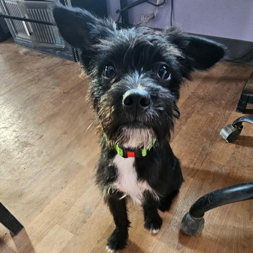 Ozzy, ADOPTABLE, Puppy Male Cairn Terrier & Yorkshire Terrier.