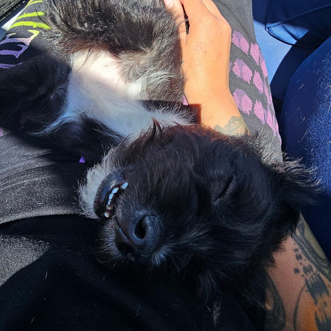 Ozzy, a ADOPTABLE mixed breed in Ellensburg, WA image 5/5