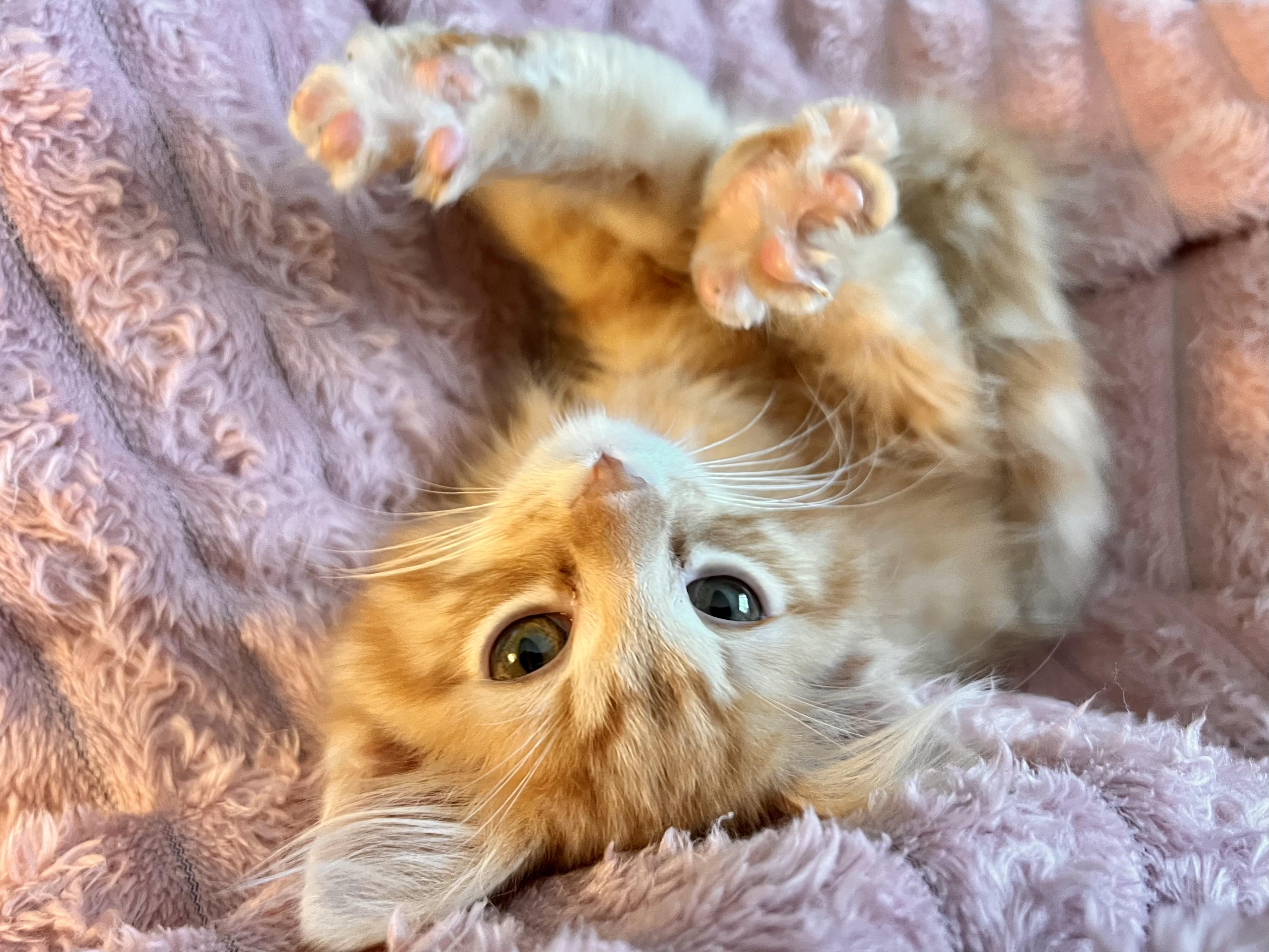 Enlarge Big Boi, an adopted Domestic Medium Hair in Milwaukee, WI image 3/4