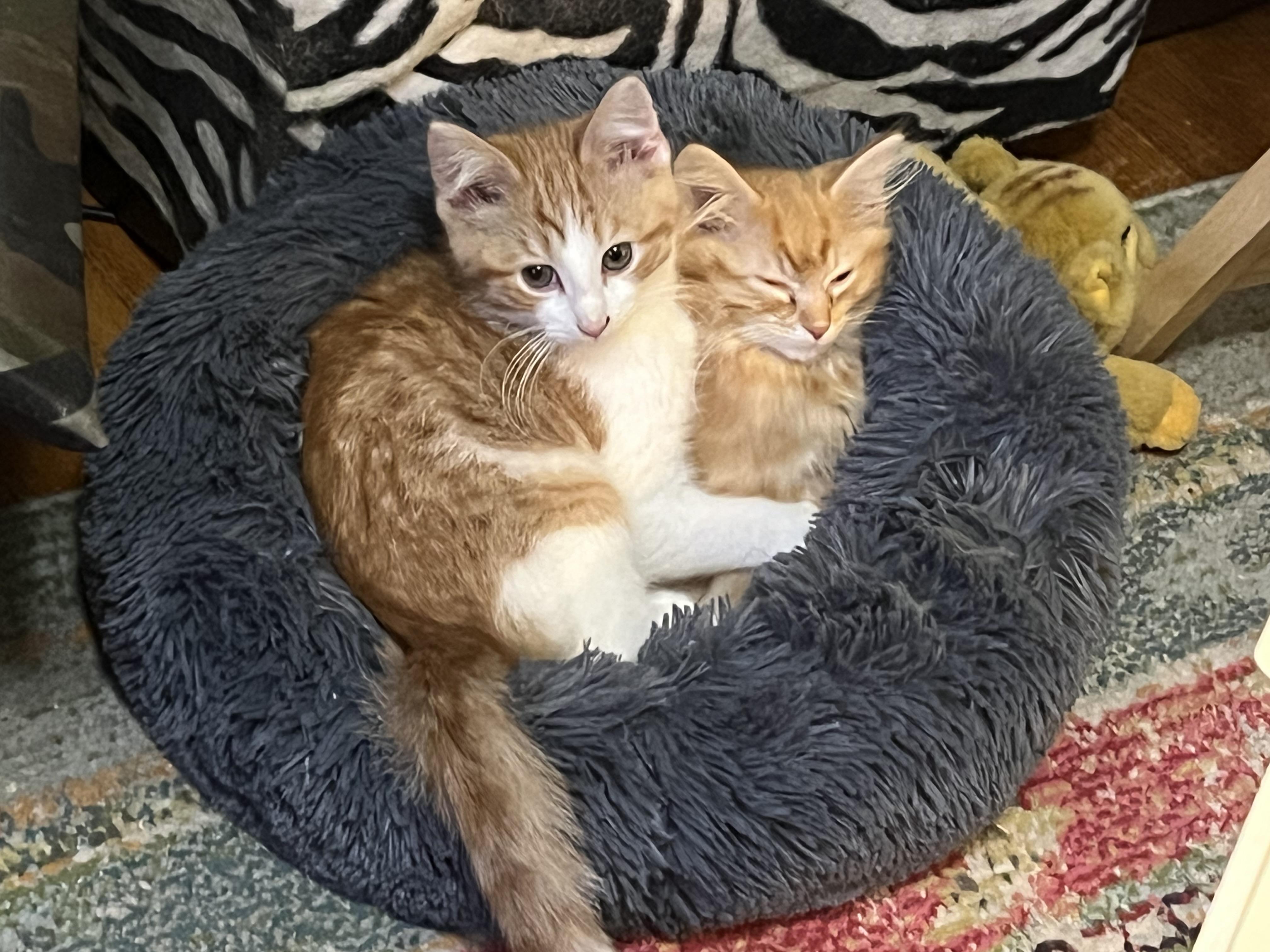 Enlarge Big Boi, an adopted Domestic Medium Hair in Milwaukee, WI image 4/4