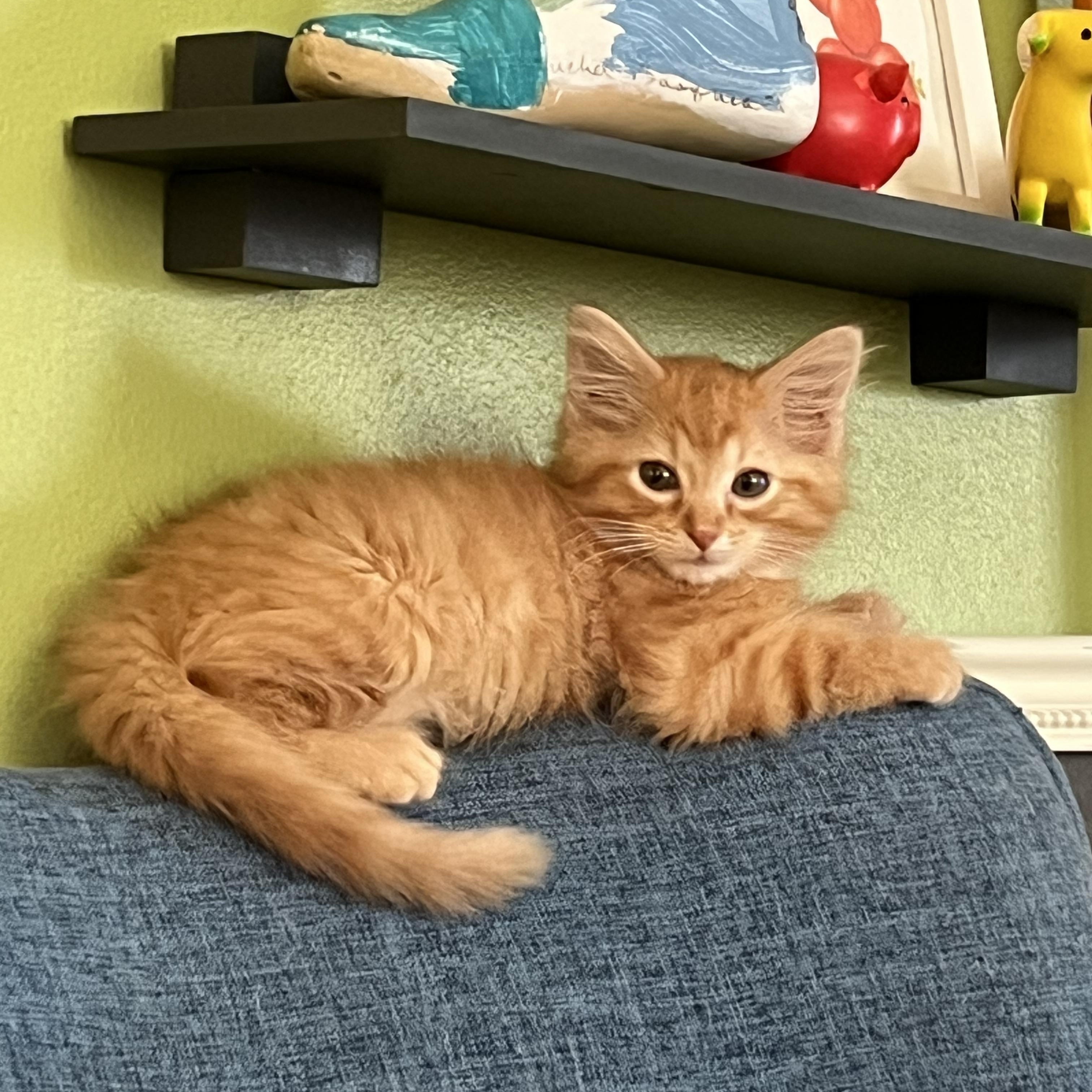 Big Boi, adopted, Kitten Male Domestic Medium Hair.