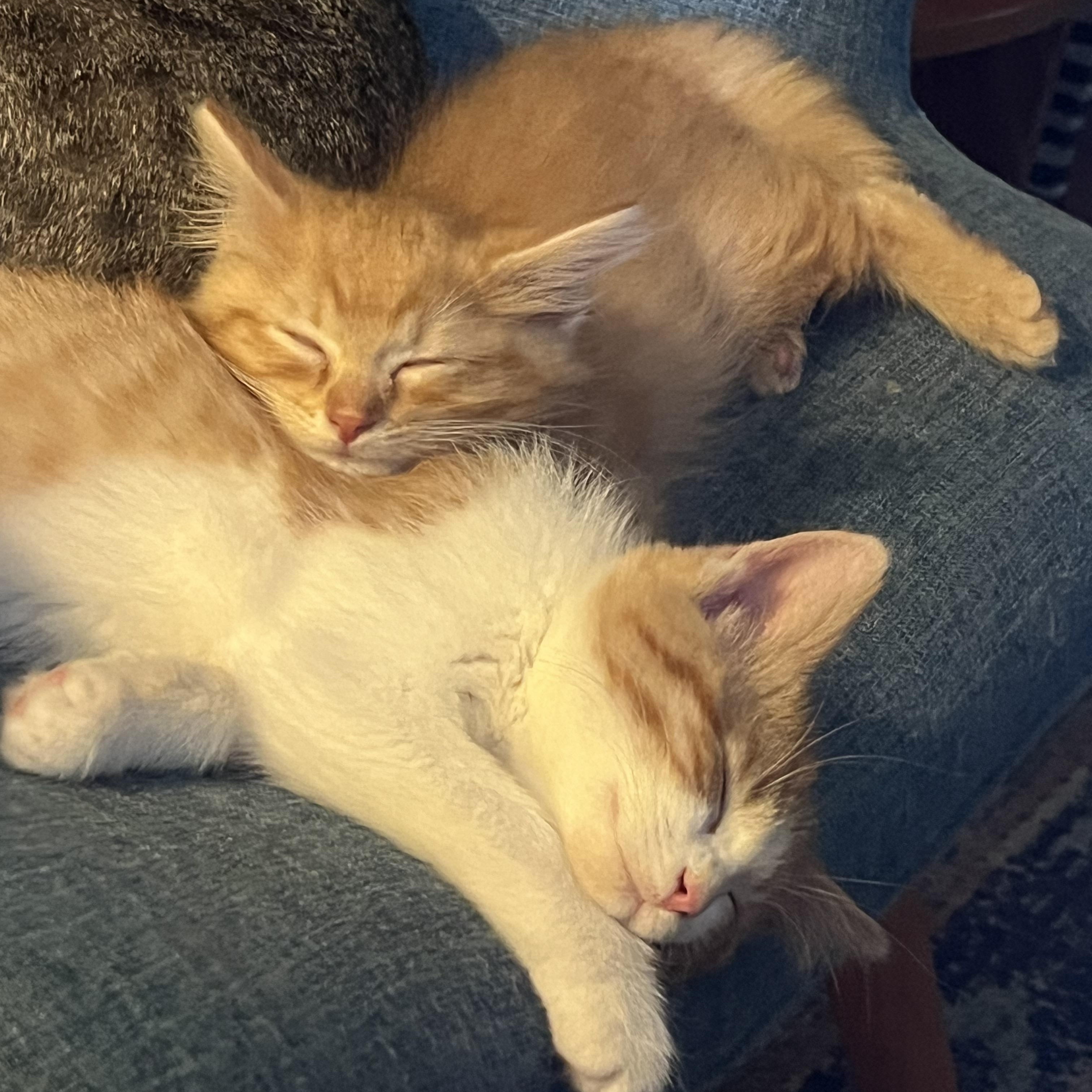 Enlarge Big Boi, an adopted Domestic Medium Hair in Milwaukee, WI image 2/4