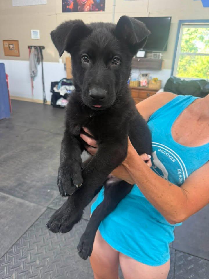 Porky, Adoptable, Young Male German Shepherd Dog.