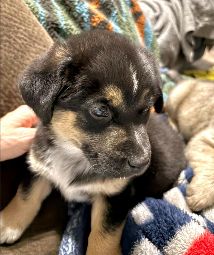 Enlarge Hal, an adopted mixed breed in Eutawville, SC image 3/6