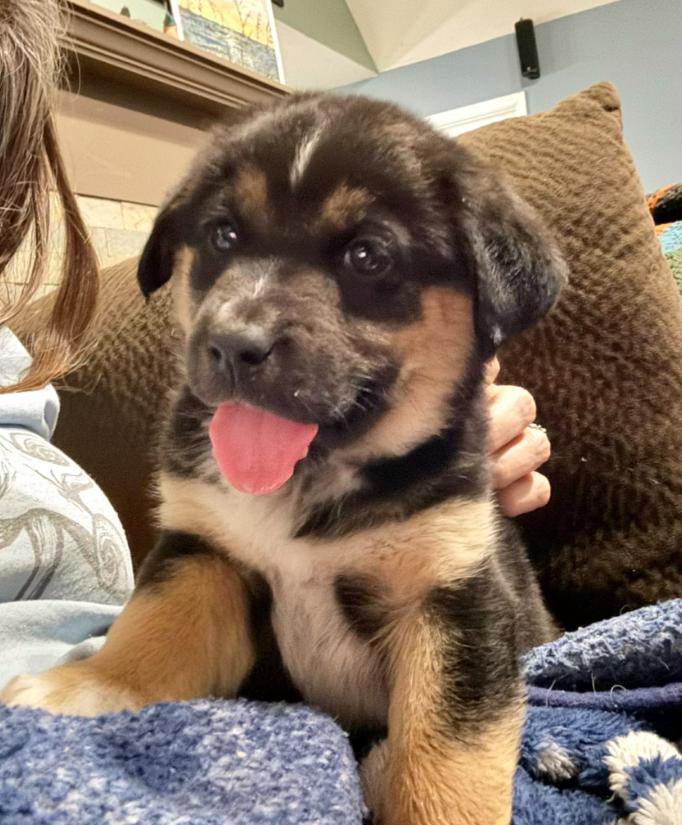 Hal, adopted, Puppy Male Mixed Breed.