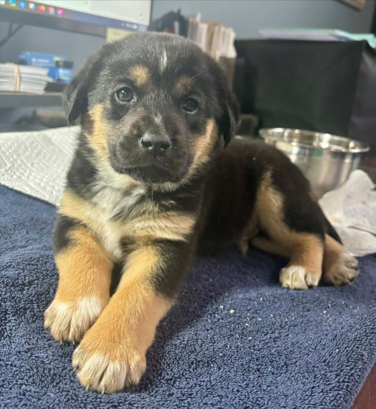 Enlarge Hal, an adopted mixed breed in Eutawville, SC image 2/6