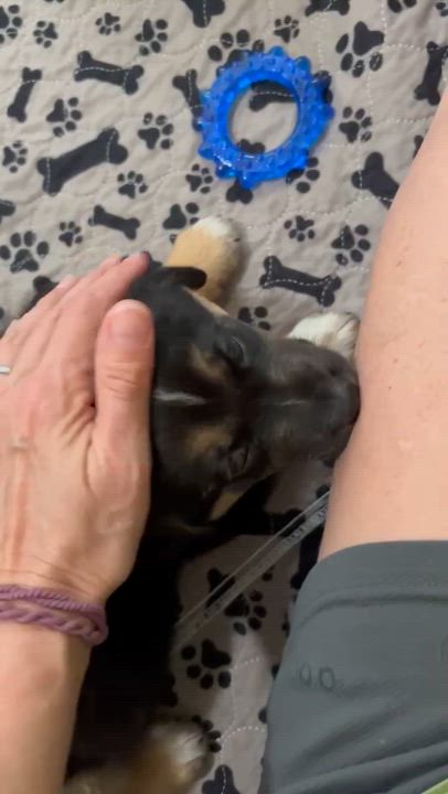 Enlarge Hal, an adopted mixed breed in Eutawville, SC video 5/6