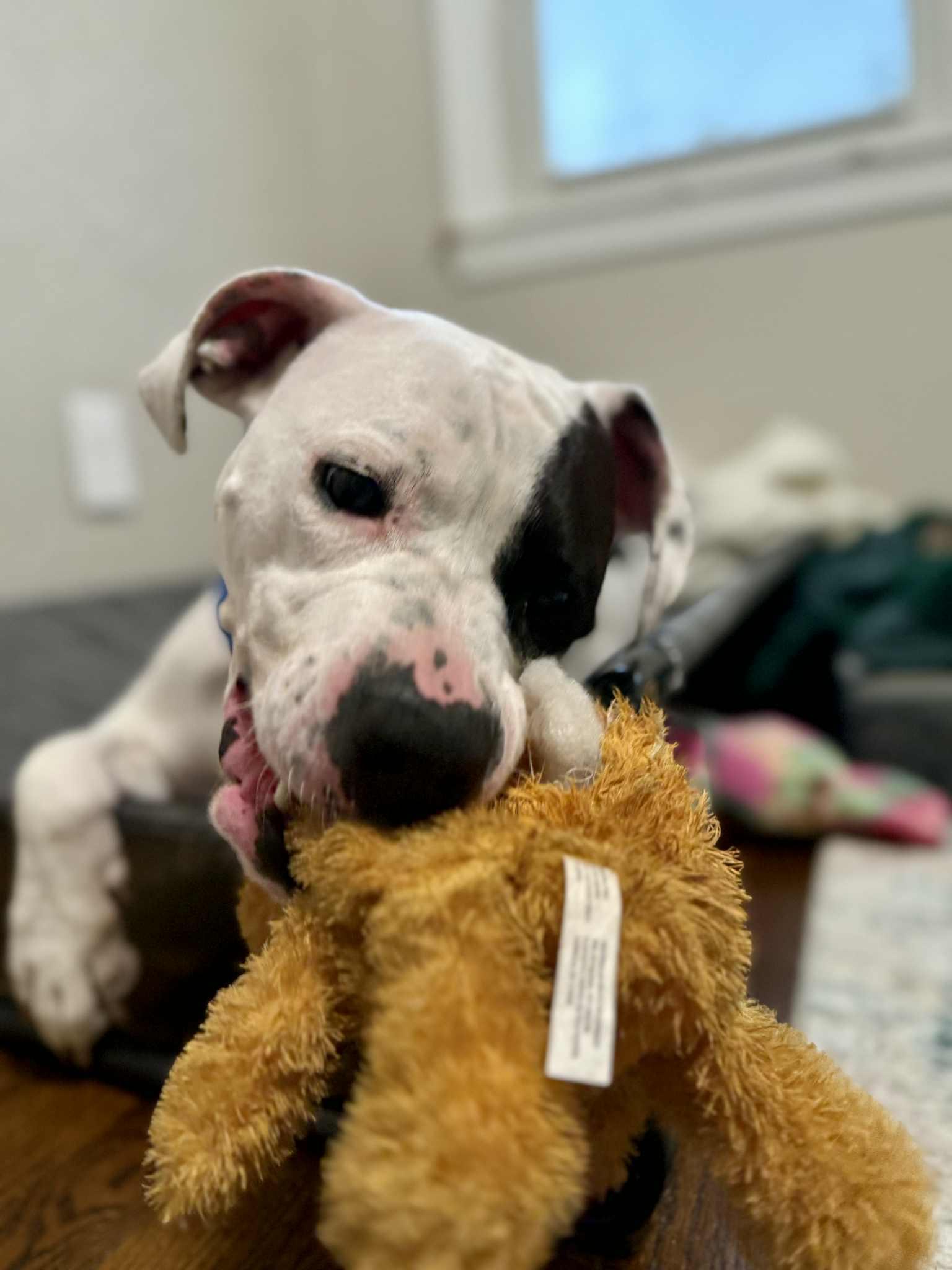 Rhea, an adoption pending mixed breed in Royal Oak, MI image 3/6