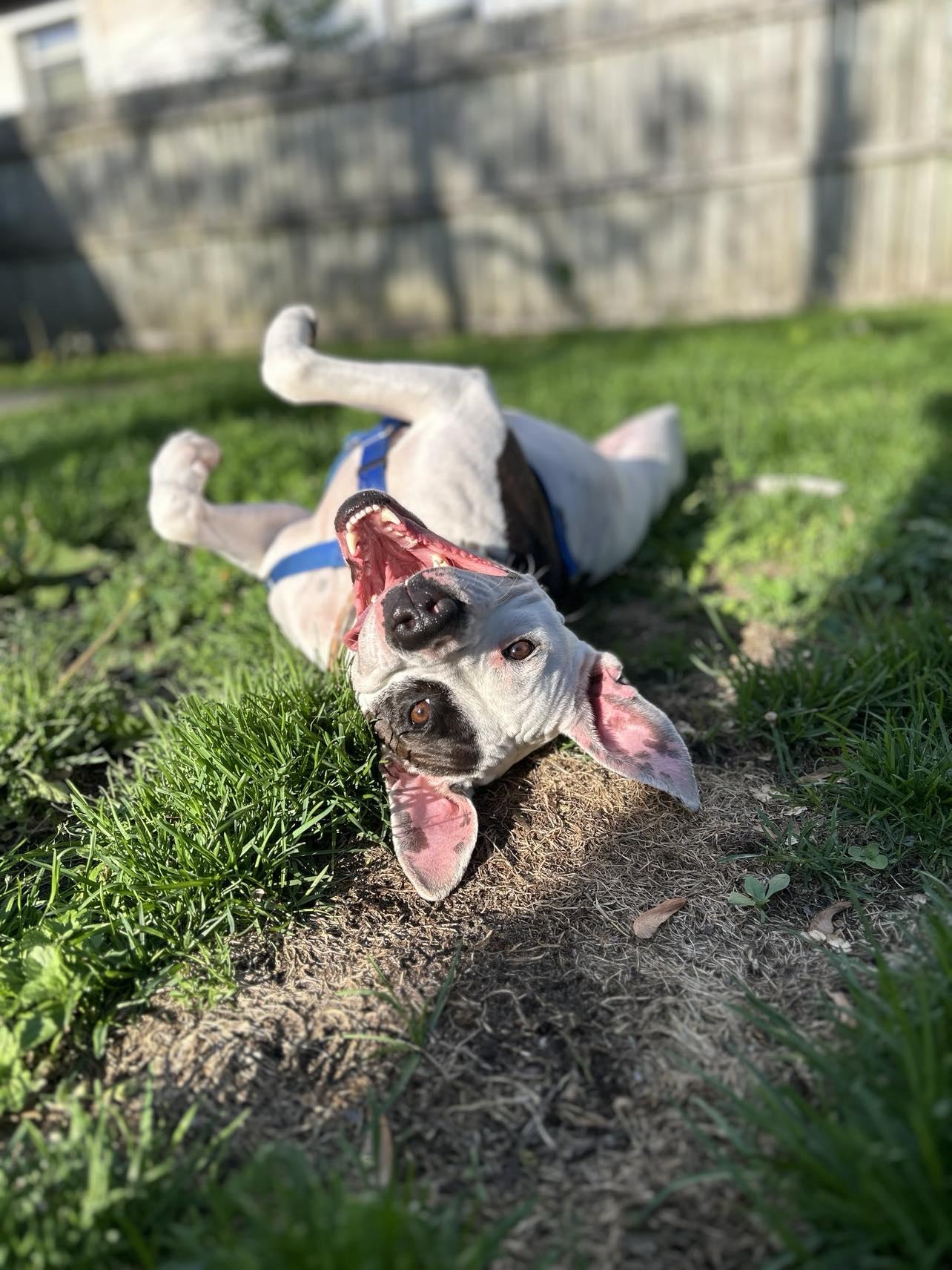 Rhea photo 1