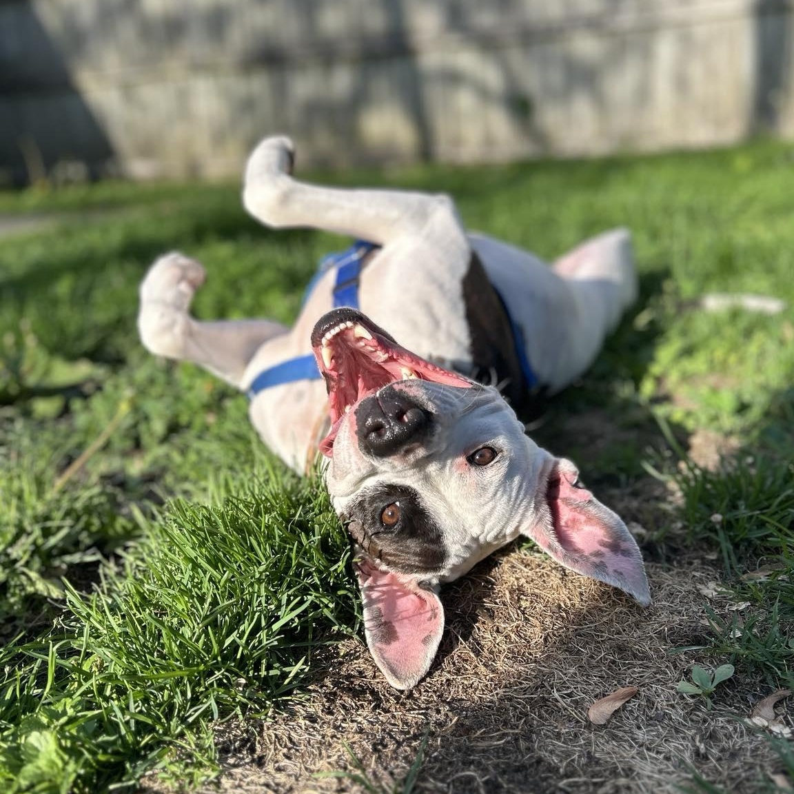 Rhea, an adoption pending mixed breed in Royal Oak, MI image 2/6