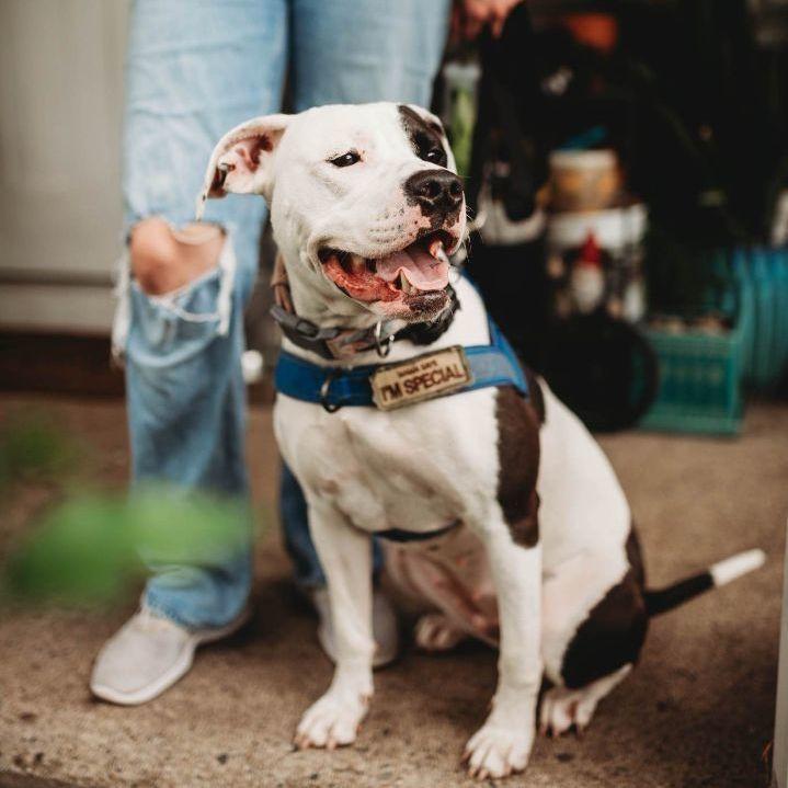 Rhea, an adoption pending mixed breed in Royal Oak, MI image 4/6