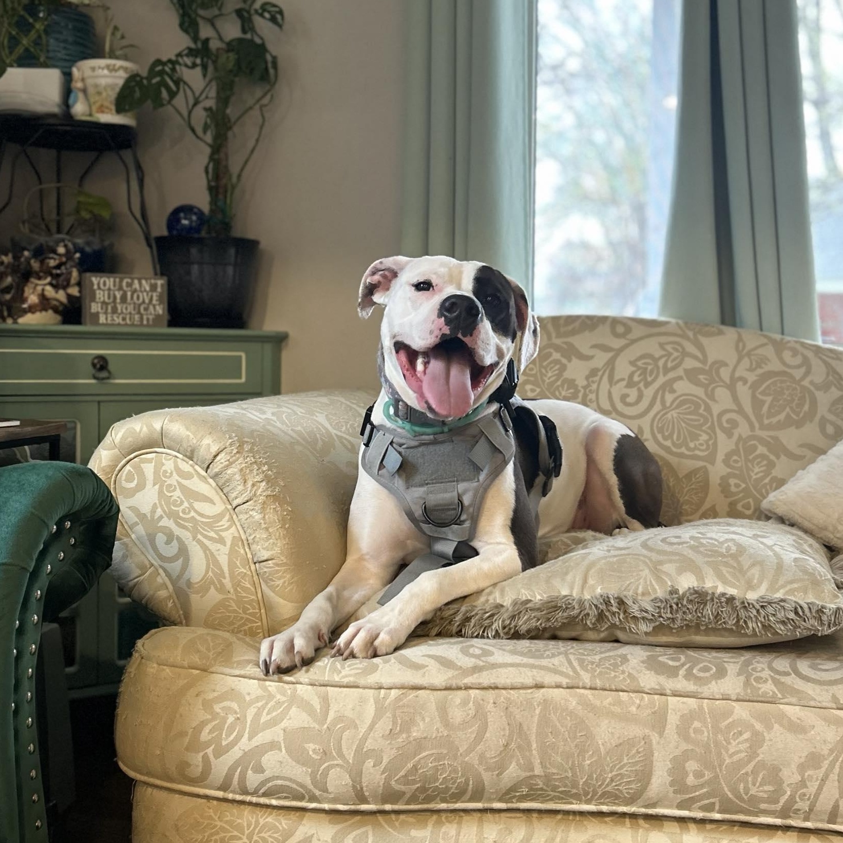 Rhea, an adoption pending mixed breed in Royal Oak, MI image 5/6