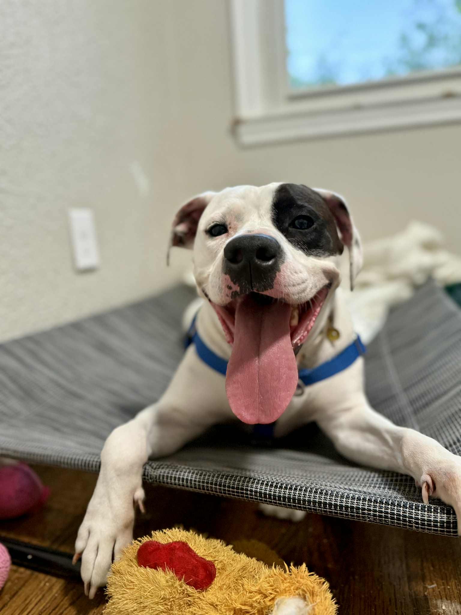 Rhea, an adoption pending mixed breed in Royal Oak, MI image 1/6