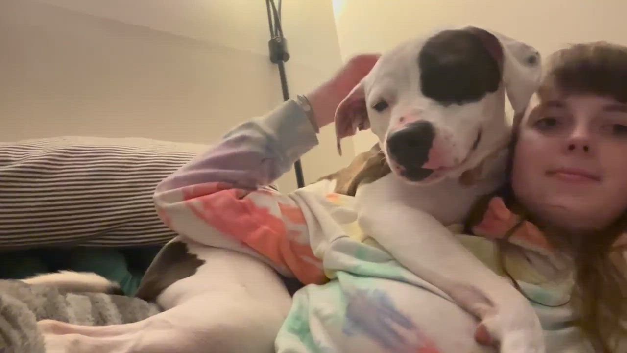 Enlarge Rhea, an adoption pending mixed breed in Royal Oak, MI video 6/6