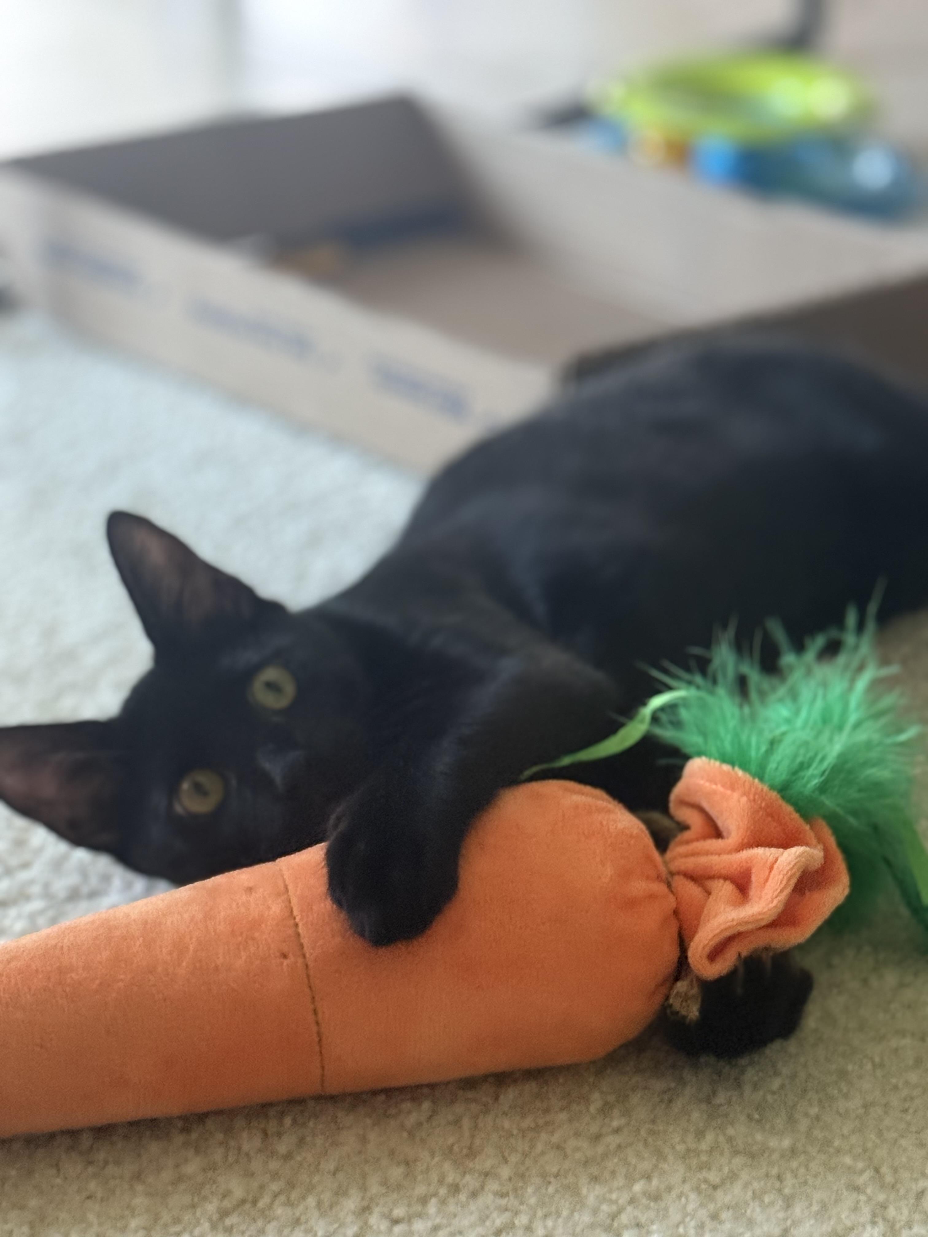 Enlarge Angel, a ADOPTABLE mixed breed in Kissimmee, FL image 1/6