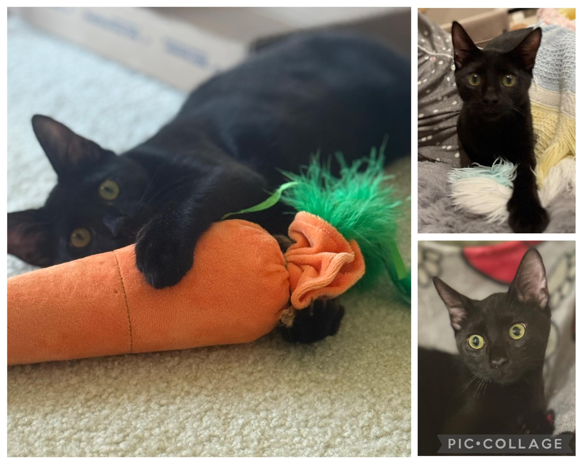 Enlarge Angel, a ADOPTABLE mixed breed in Kissimmee, FL image 2/6