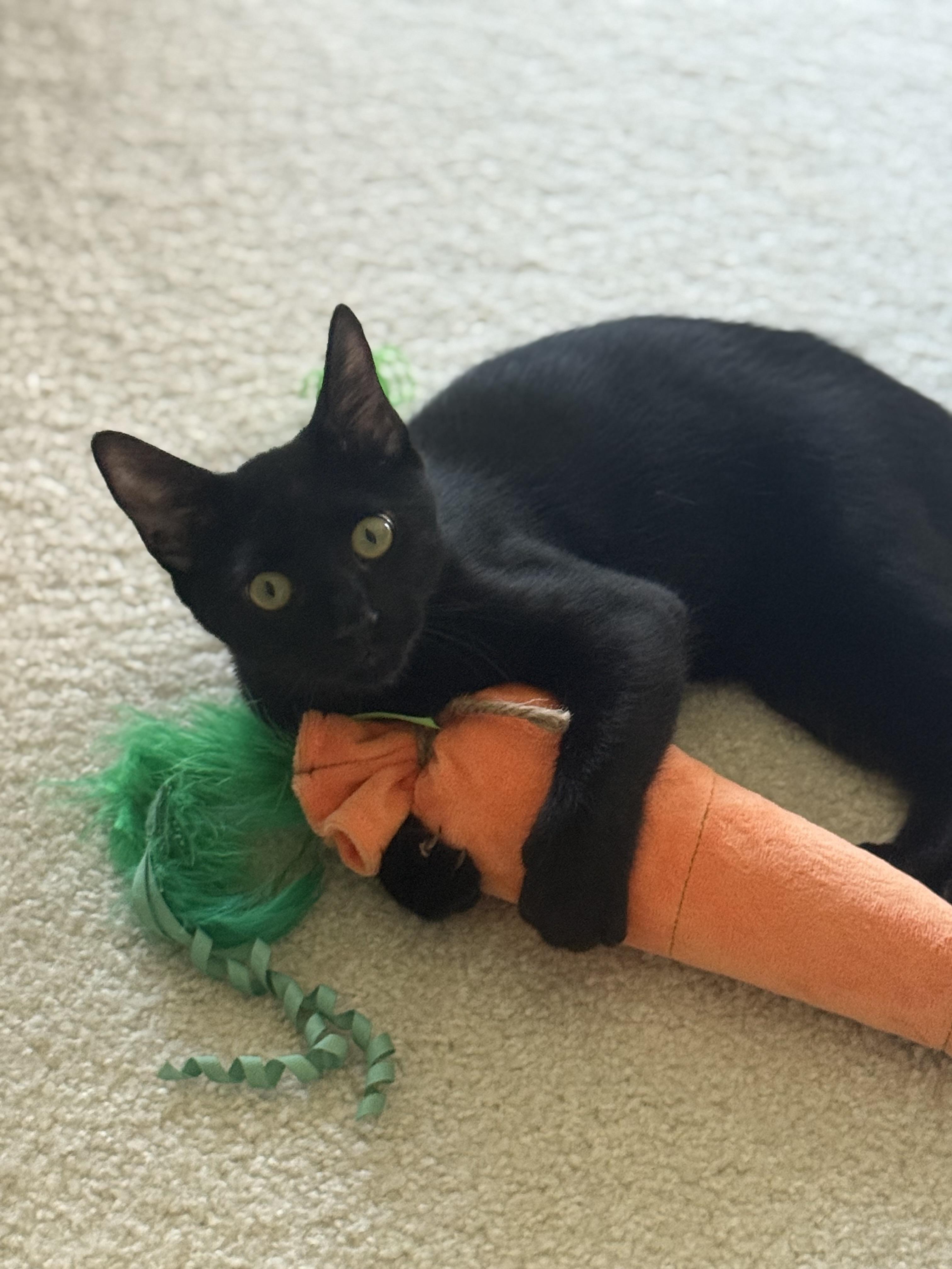 Enlarge Angel, a ADOPTABLE mixed breed in Kissimmee, FL image 3/6