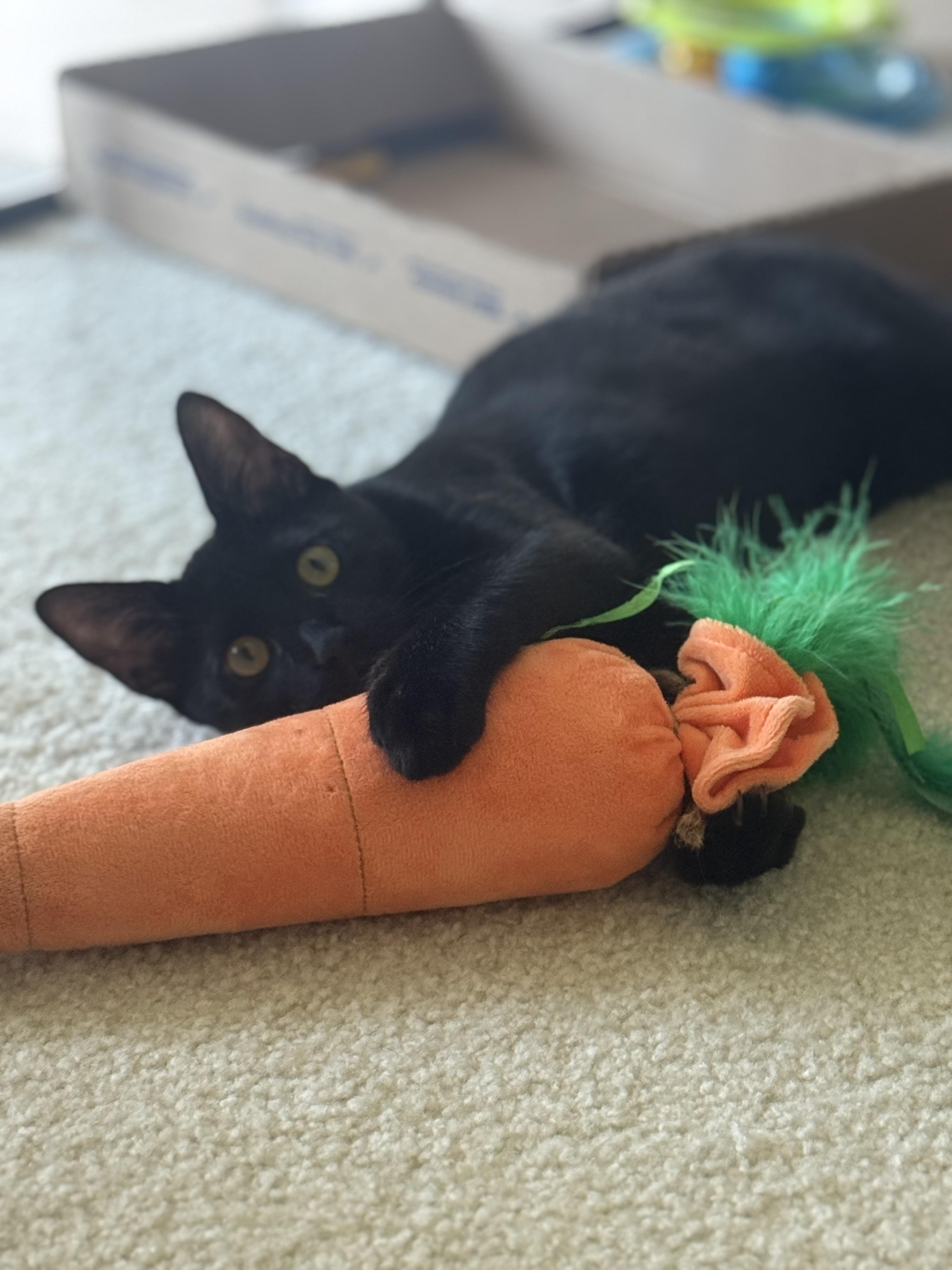 Enlarge Angel, a ADOPTABLE mixed breed in Kissimmee, FL image 4/6