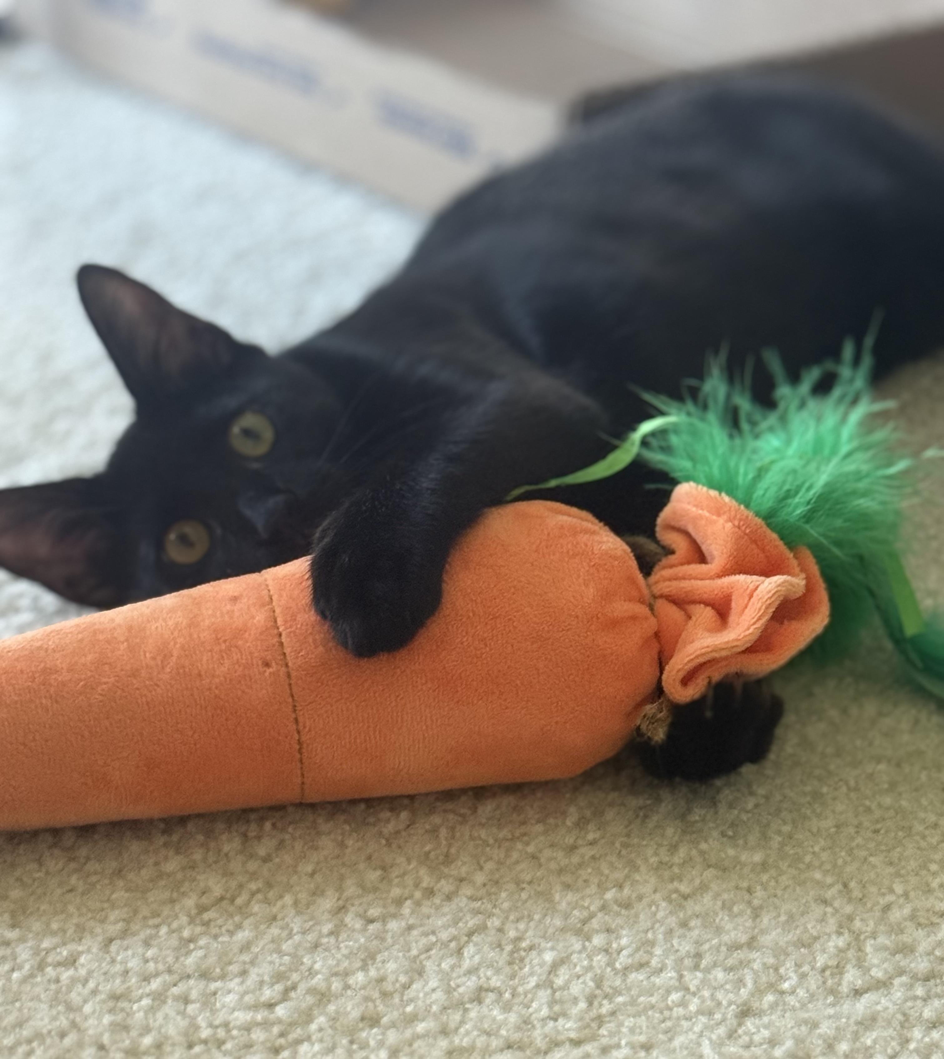 Enlarge Angel, a ADOPTABLE mixed breed in Kissimmee, FL image 5/6