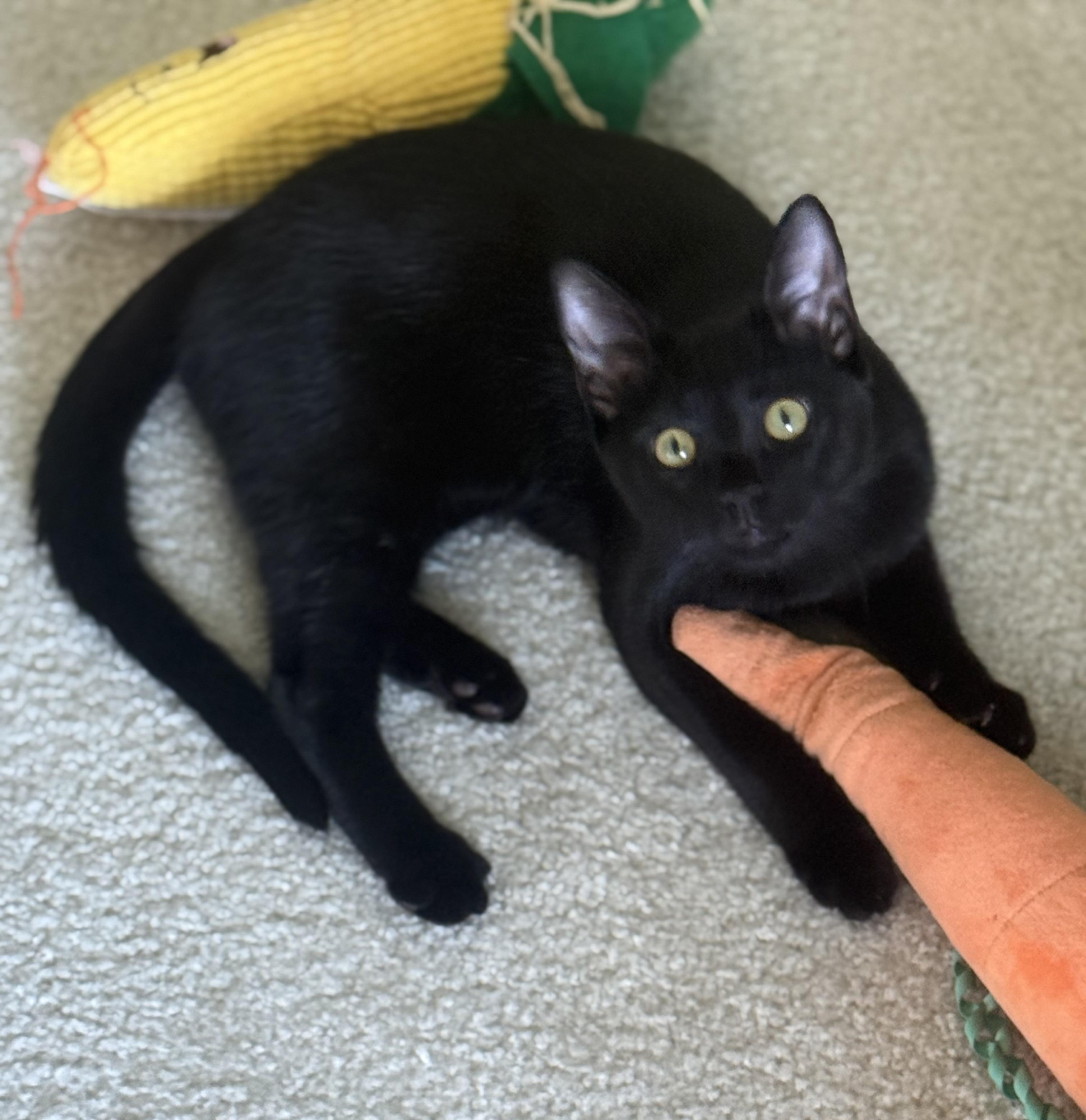 Enlarge Angel, a ADOPTABLE mixed breed in Kissimmee, FL image 6/6