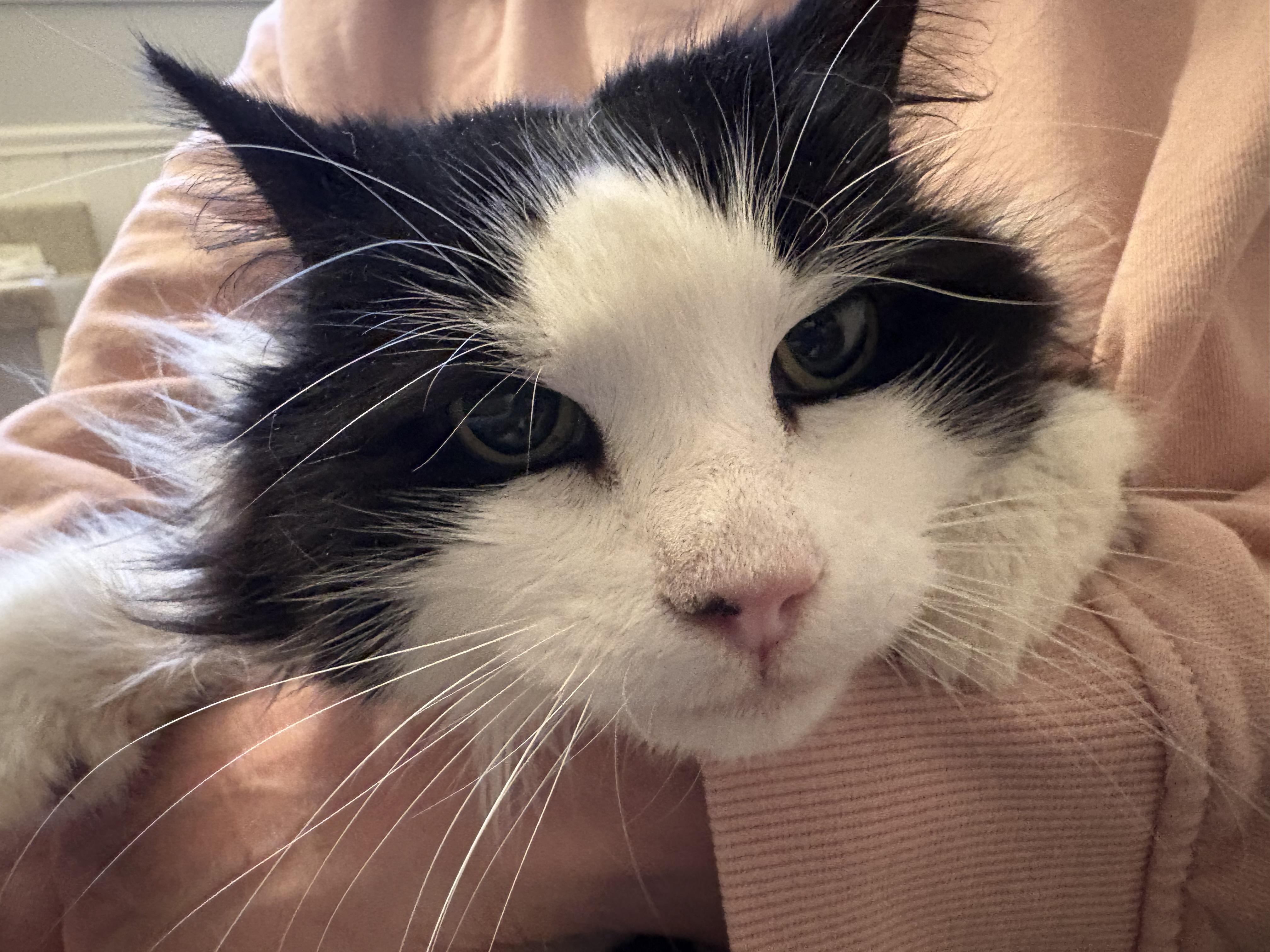 Enlarge Martha, a Adoptable mixed breed in Roslyn Heights, NY image 2/3