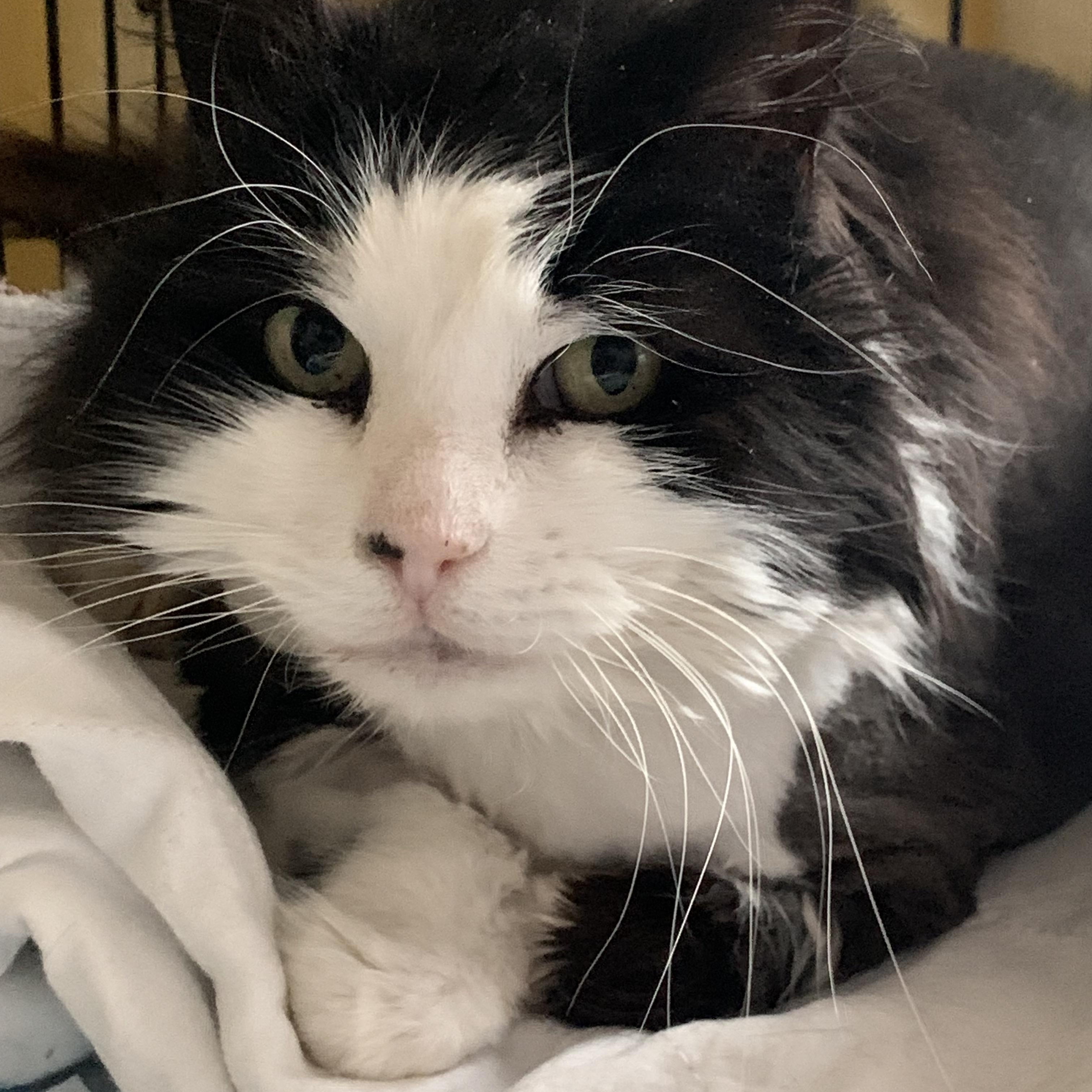 Martha, Adoptable, Adult Female Maine Coon & Domestic Long Hair.