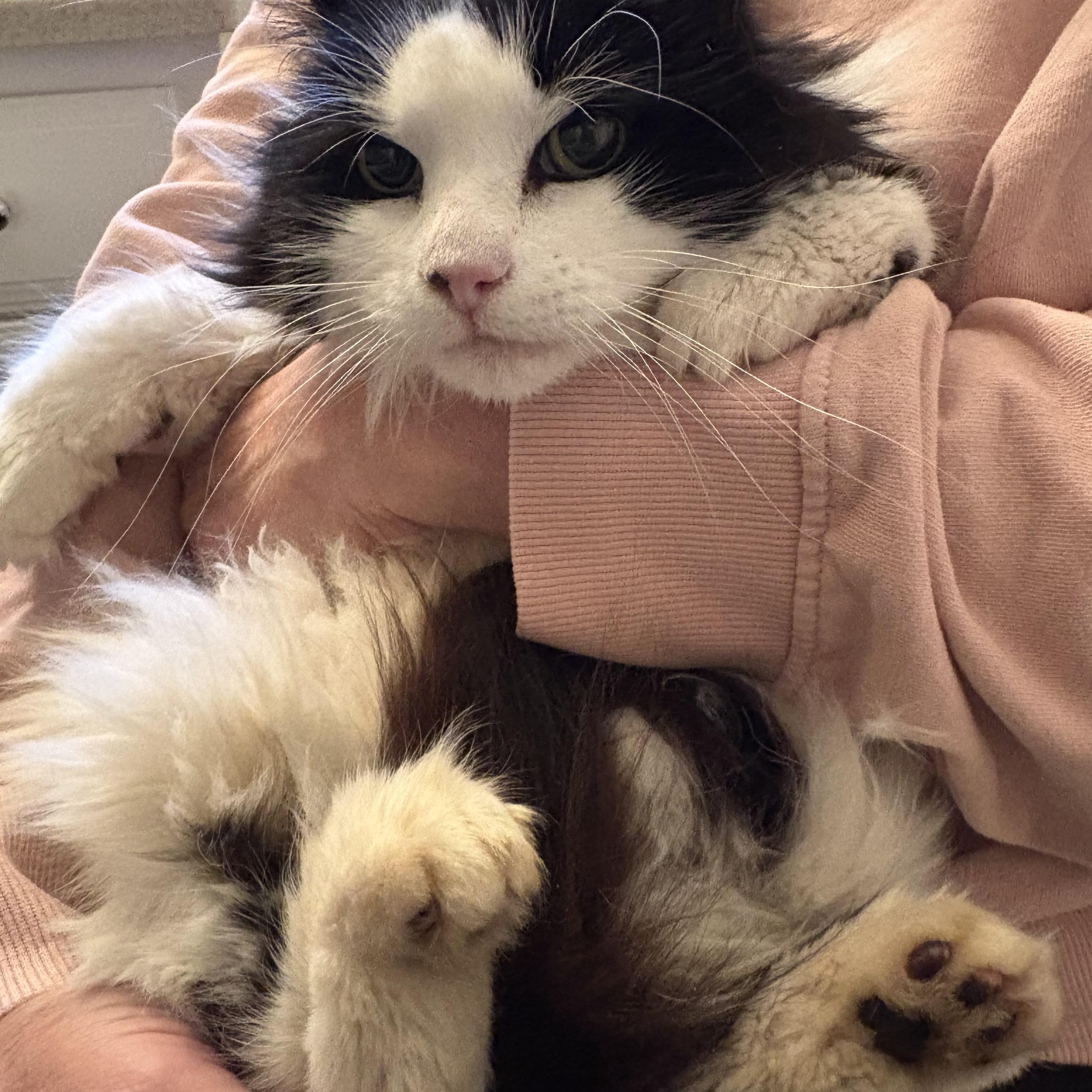 Enlarge Martha, a Adoptable mixed breed in Roslyn Heights, NY image 3/3