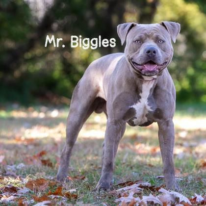Mr. Biggles, Adoptable, Adult Male Pit Bull Terrier & Mixed Breed.