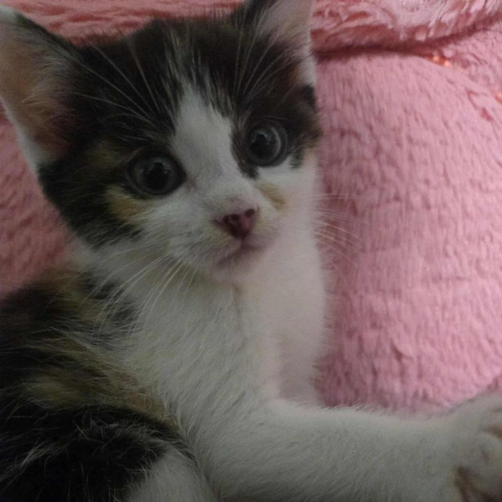 Ornament thumbnail 2