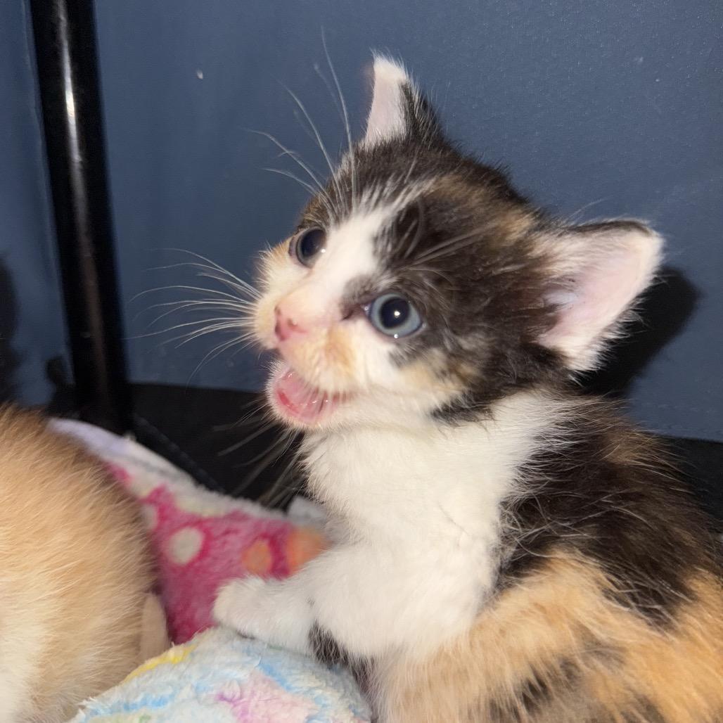 Ornament thumbnail 3