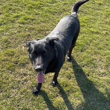 Rocco, a Adoptable mixed breed in Richmond Hill, ON image 4/5