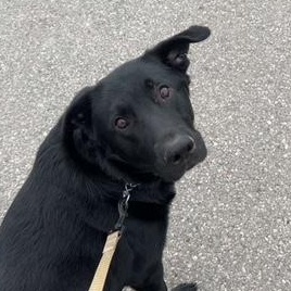 Rocco, a Adoptable mixed breed in Richmond Hill, ON image 1/5