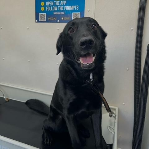 Rocco, a Adoptable mixed breed in Richmond Hill, ON image 2/5