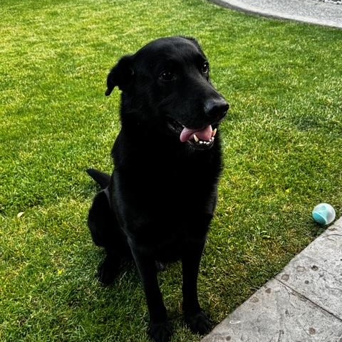 Rocco, a Adoptable mixed breed in Richmond Hill, ON image 5/5