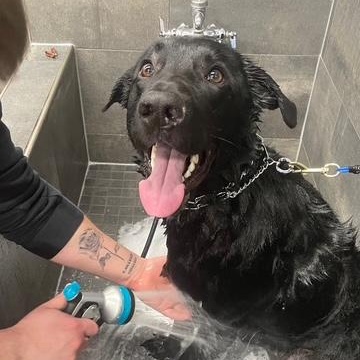 Rocco, a Adoptable mixed breed in Richmond Hill, ON image 3/5